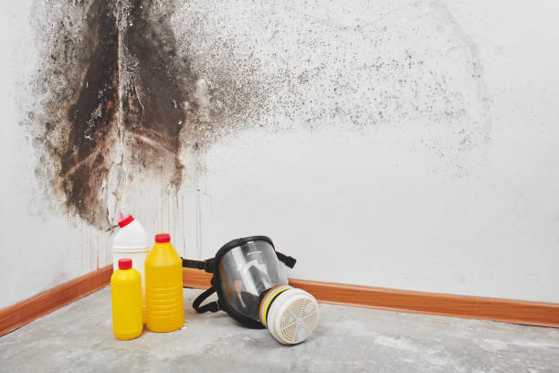 Best DIY Mold Remediation Support Services in Lake Sherwood, CA