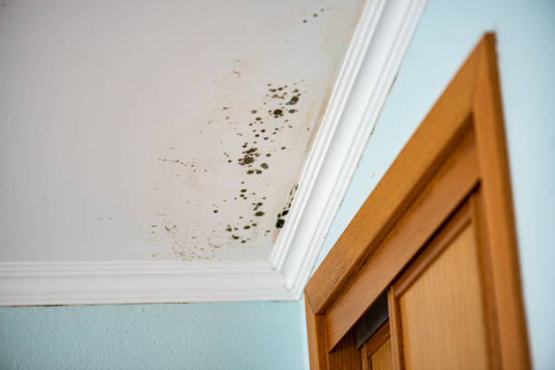 Best White Mold Remediation in Lake Sherwood, CA