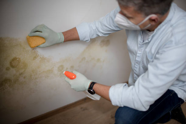 Best Basement Mold Remediation in Lake Sherwood, CA