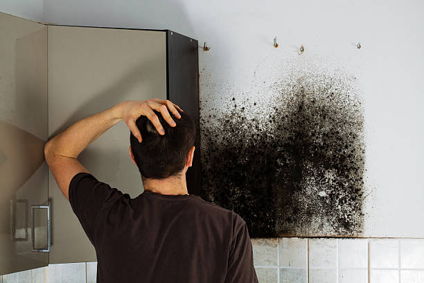 Professional Mold Remediation in Lake Sherwood, CA